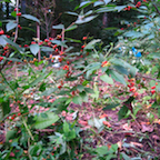 winterberry with berries