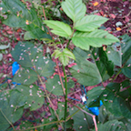 new growth on the box elder