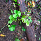 planting marsh marigold