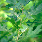 fall planted oaks doing well