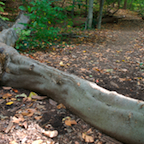 tree blocks path