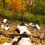 fallen trees