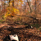 fall color and fallen trees